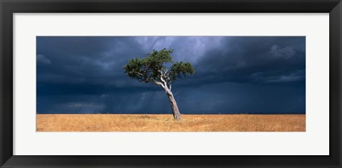 Framed Lone Acacia on Savanna, Masai Mara Game Reserve, Kenya Print