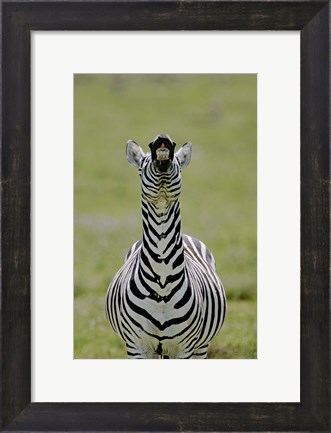 Framed Male Burchell&#39;s Zebra Exhibits Flehmen Display to Sense Females, Kenya Print
