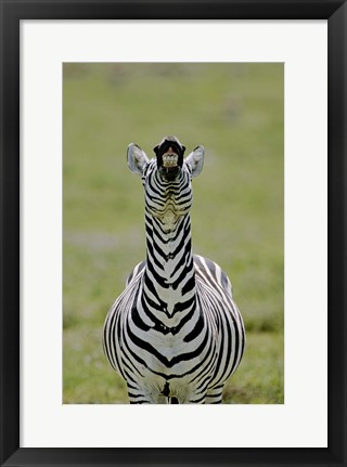 Framed Male Burchell&#39;s Zebra Exhibits Flehmen Display to Sense Females, Kenya Print