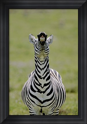 Framed Male Burchell&#39;s Zebra Exhibits Flehmen Display to Sense Females, Kenya Print