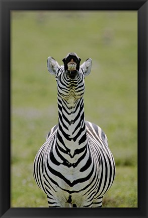 Framed Male Burchell&#39;s Zebra Exhibits Flehmen Display to Sense Females, Kenya Print