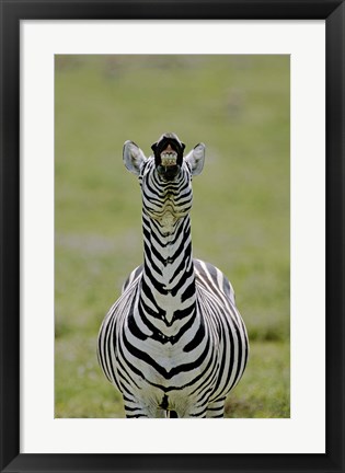 Framed Male Burchell&#39;s Zebra Exhibits Flehmen Display to Sense Females, Kenya Print