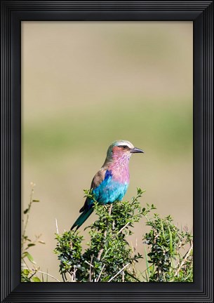Framed Lilac-breasted Roller sitting on a bush in the Maasai Mara, Kenya Print