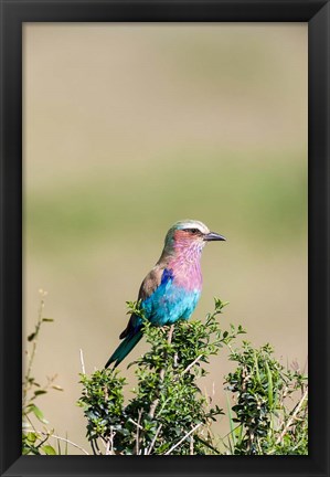 Framed Lilac-breasted Roller sitting on a bush in the Maasai Mara, Kenya Print