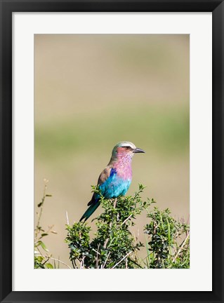 Framed Lilac-breasted Roller sitting on a bush in the Maasai Mara, Kenya Print