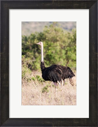 Framed Maasai Ostrich, Tsavo-West National Park, Kenya Print