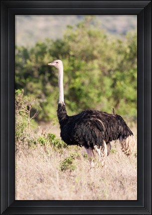 Framed Maasai Ostrich, Tsavo-West National Park, Kenya Print