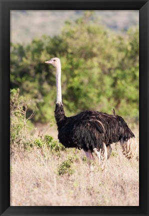 Framed Maasai Ostrich, Tsavo-West National Park, Kenya Print