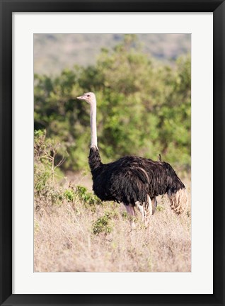 Framed Maasai Ostrich, Tsavo-West National Park, Kenya Print