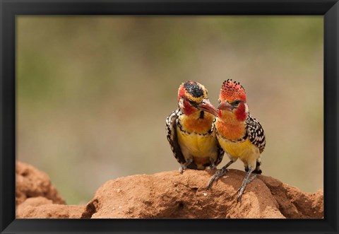 Framed Kenya, Samburu, Red-Yellow Barbet bird Print