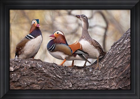 Framed Mandarin Ducks on a branch, Beijing, China Print