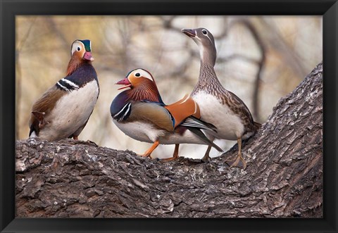 Framed Mandarin Ducks on a branch, Beijing, China Print