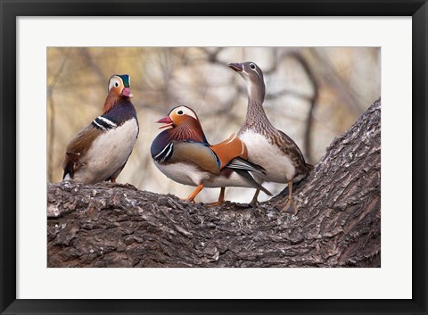 Framed Mandarin Ducks on a branch, Beijing, China Print