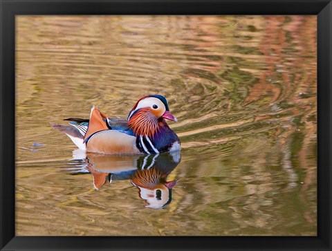 Framed Mandarin Duck, Beijing, China Print