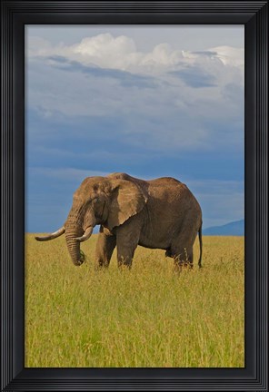 Framed Kenya, Maasai Mara National Park, Male elephant Print