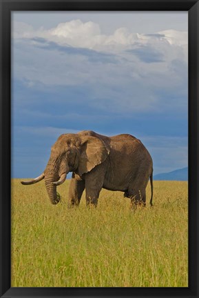 Framed Kenya, Maasai Mara National Park, Male elephant Print