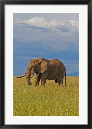 Framed Kenya, Maasai Mara National Park, Male elephant Print