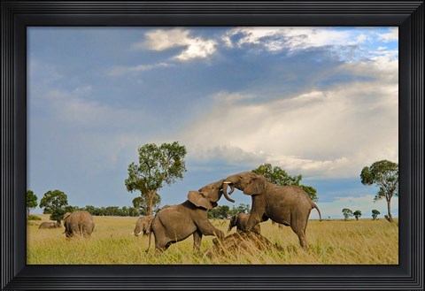 Framed Kenya, Maasai Mara National Park, Young elephants Print