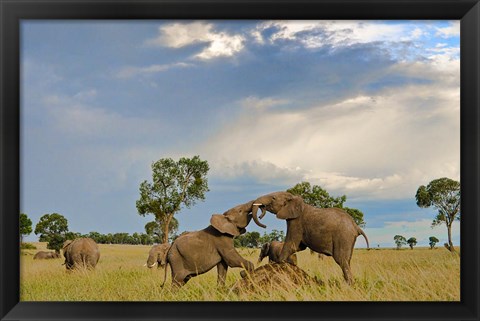 Framed Kenya, Maasai Mara National Park, Young elephants Print