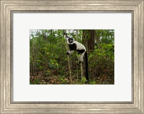 Framed Lemur, Madagascar Print