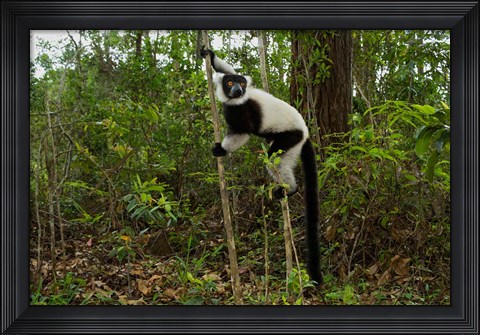 Framed Lemur, Madagascar Print