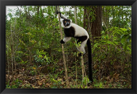 Framed Lemur, Madagascar Print