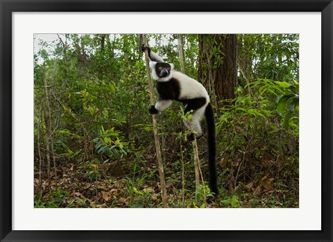 Framed Lemur, Madagascar Print