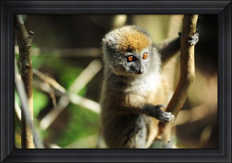 Framed Madagascar, Andasibe, Ile Aux Lemuriens, baby Golden Bamboo Lemur. Print