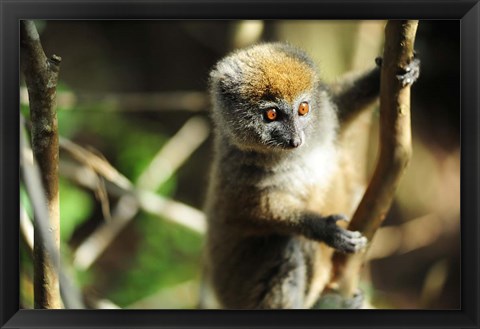 Framed Madagascar, Andasibe, Ile Aux Lemuriens, baby Golden Bamboo Lemur. Print