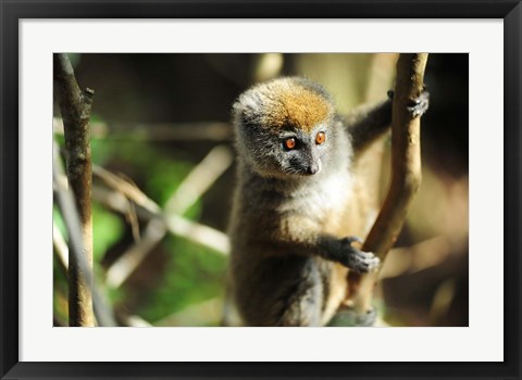 Framed Madagascar, Andasibe, Ile Aux Lemuriens, baby Golden Bamboo Lemur. Print