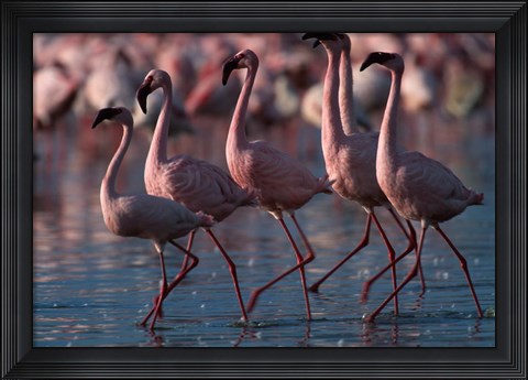 Framed Lesser Flamingoes, Lake Nakuru National Park, Kenya Print