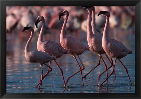 Framed Lesser Flamingoes, Lake Nakuru National Park, Kenya Print