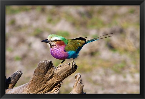 Framed Lilac Breasted Roller, Kruger National Park, South Africa Print