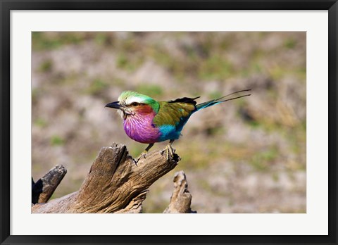 Framed Lilac Breasted Roller, Kruger National Park, South Africa Print