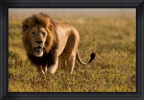 Framed Lion, Ngorongoro Crater, Serengeti National Park, Tanzania Print