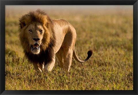 Framed Lion, Ngorongoro Crater, Serengeti National Park, Tanzania Print