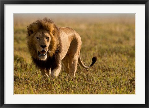 Framed Lion, Ngorongoro Crater, Serengeti National Park, Tanzania Print