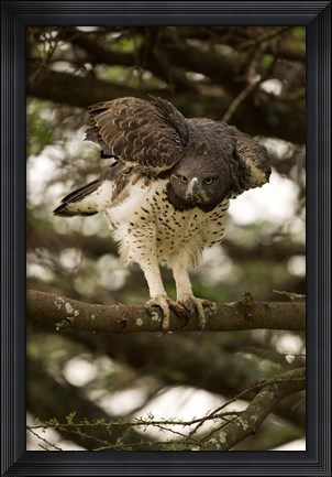 Framed Martial Eagle, Gol Kopjes, Serengeti National Park, Tanzania Print