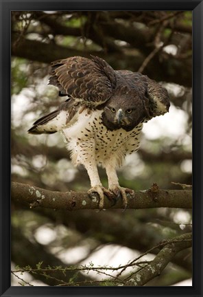 Framed Martial Eagle, Gol Kopjes, Serengeti National Park, Tanzania Print