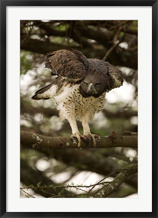 Framed Martial Eagle, Gol Kopjes, Serengeti National Park, Tanzania Print