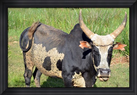 Framed Madagascar, Antananarivo, ox with large horn. Print