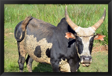 Framed Madagascar, Antananarivo, ox with large horn. Print