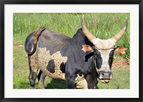 Framed Madagascar, Antananarivo, ox with large horn. Print