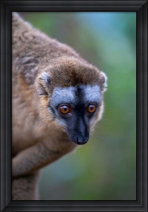 Framed Lemur, Perinet Reserve, Toamasina, Madagascar Print