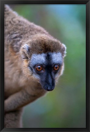 Framed Lemur, Perinet Reserve, Toamasina, Madagascar Print