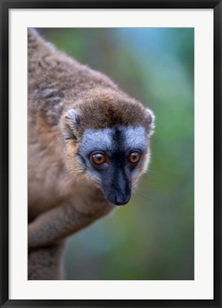 Framed Lemur, Perinet Reserve, Toamasina, Madagascar Print