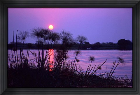Framed Kenya. Sunset reflects through silhouetted reeds. Print