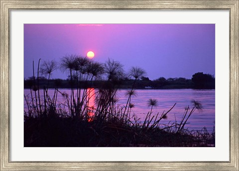 Framed Kenya. Sunset reflects through silhouetted reeds. Print