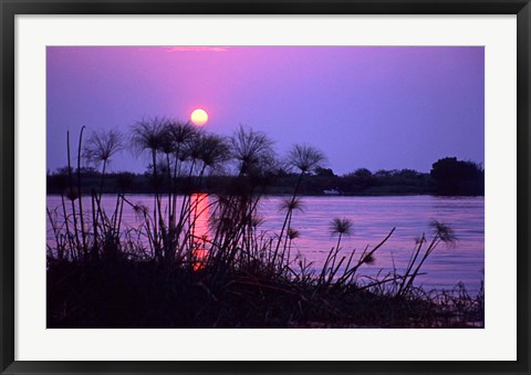 Framed Kenya. Sunset reflects through silhouetted reeds. Print