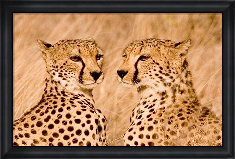 Framed Kenya, Masai Mara National Reserve. Two cheetahs Print